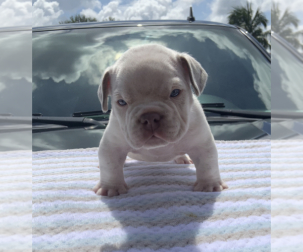 Medium Photo #1 American Bully Puppy For Sale in MIAMI, FL, USA
