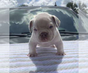 American Bully Puppy for sale in MIAMI, FL, USA