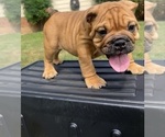 Puppy Grizzly Bulldog