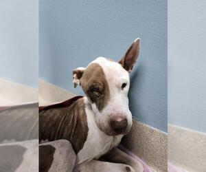 Mutt Dogs for adoption in Newton, NC, USA