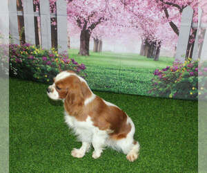 Mother of the Cavalier King Charles Spaniel puppies born on 03/13/2024
