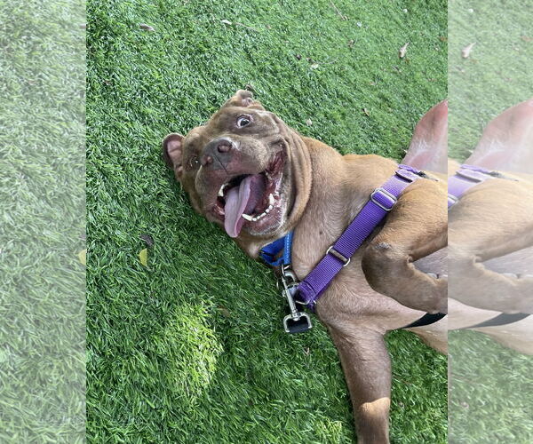 Medium Photo #3 American Staffordshire Terrier-Unknown Mix Puppy For Sale in Marathon, FL, USA