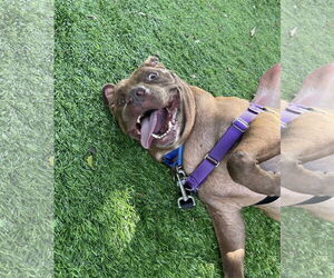 Rudolph (Rudy) - Male American Staffordshire Terrier-Unknown Mix Dog for Adoption - Photo #3
