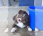 Small #6 Miniature Australian Shepherd