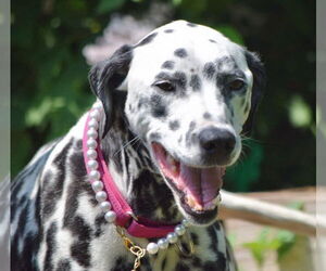 Dalmatian Dogs for adoption in GILBERTS, IL, USA