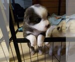 Small Photo #15 Australian Shepherd Puppy For Sale in HERNANDO, MS, USA