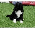 Small Photo #3 Goldendoodle Puppy For Sale in NOBLESVILLE, IN, USA