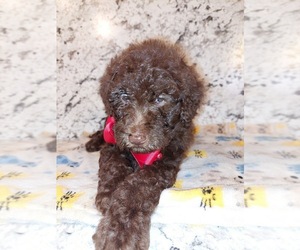 Goldendoodle (Miniature) Puppy for sale in PRINCETON, TX, USA