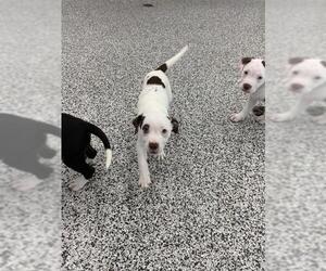 American Bulldog Dogs for adoption in Vaughan, Ontario, Canada