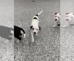 Small American Bulldog