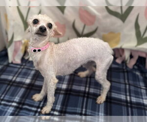 Lydia Sep 26 - Female Poodle (Toy)-Unknown Mix Dog for Adoption - Photo #2