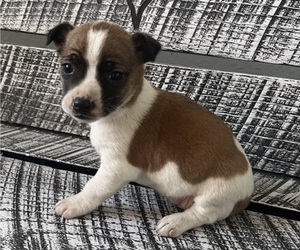 Medium Jack Russell Terrier