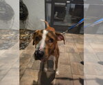 Small Photo #3 Mutt Puppy For Sale in Sanford, FL, USA