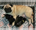 Small Photo #3 Pug Puppy For Sale in YELM, WA, USA