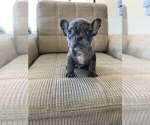 French Bulldog Puppy for sale in SAN DIEGO, CA, USA