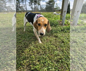 Beagle Dogs for adoption in Tampa, FL, USA