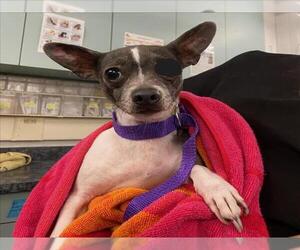 Chihuahua Dogs for adoption in Woodland, CA, USA