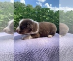 Small Photo #28 Australian Shepherd Puppy For Sale in MERIDIANVILLE, AL, USA