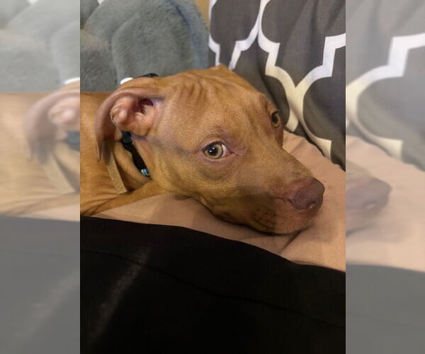 Medium Photo #7 American Pit Bull Terrier-Unknown Mix Puppy For Sale in Minneapolis, MN, USA