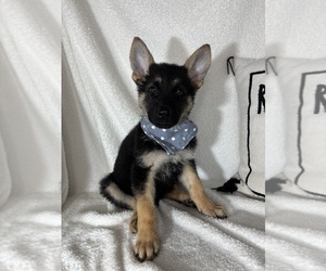 German Shepherd Dog Puppy for sale in GREENFIELD, IN, USA