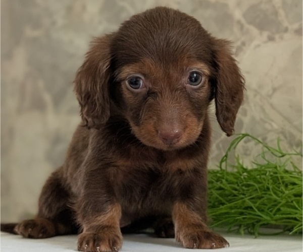 Medium Photo #2 Dachshund Puppy For Sale in GOSHEN, IN, USA
