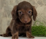 Small #1 Dachshund