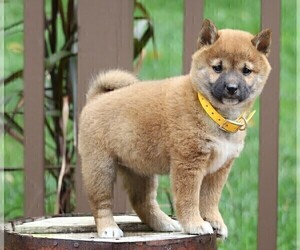 Shiba Inu Puppy for sale in FREDERICKSBG, OH, USA