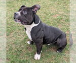 Small #1 American Pit Bull Terrier-Bulldog Mix