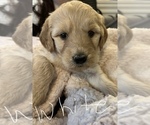 Small Photo #3 Goldendoodle Puppy For Sale in WAKE FOREST, NC, USA
