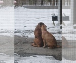 Small #25 Bullmastiff