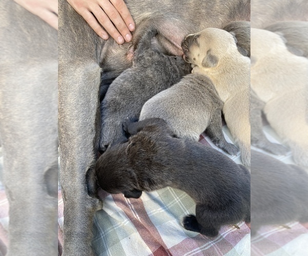 Medium Photo #23 Cane Corso Puppy For Sale in BELGRADE, MT, USA