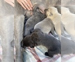 Small Photo #23 Cane Corso Puppy For Sale in BELGRADE, MT, USA