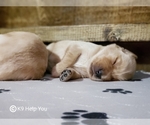 Small Photo #11 Golden Retriever Puppy For Sale in SAINT LOUIS, MO, USA
