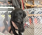 Small #4 Labradoodle