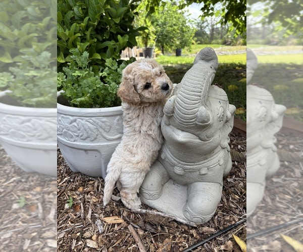 Medium Photo #10 Bichpoo Puppy For Sale in NORTH PORT, FL, USA