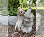Small #8 Bichpoo