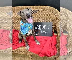 Mutt Dogs for adoption in Rockaway, NJ, USA