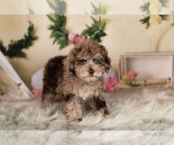 Medium Photo #6 ShihPoo Puppy For Sale in WARSAW, IN, USA