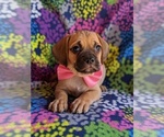 Small Photo #5 Puggle Puppy For Sale in LANCASTER, PA, USA