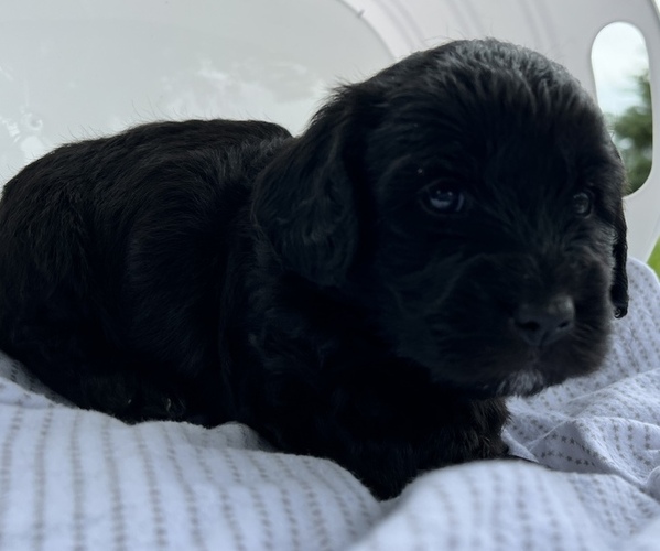 Medium Photo #1 Goldendoodle (Miniature) Puppy For Sale in MENOMONIE, WI, USA