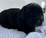 Small Photo #1 Goldendoodle (Miniature) Puppy For Sale in MENOMONIE, WI, USA
