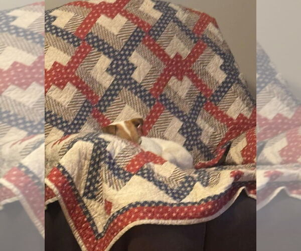 Medium Photo #3 Jack Russell Terrier-Unknown Mix Puppy For Sale in Foristell, MO, USA