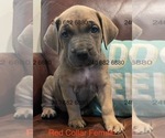 Puppy Red Collar F Cane Corso