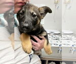 Small German Shepherd Dog-Norwegian Elkhound Mix