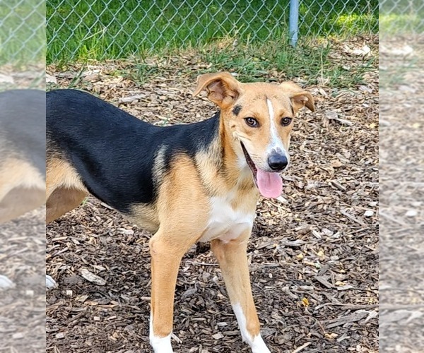 Medium Photo #1 Beagle-Unknown Mix Puppy For Sale in Bloomingdale, NJ, USA