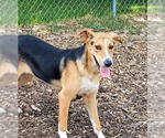Coby - Male Beagle-Unknown Mix Dog for Adoption - Small photo