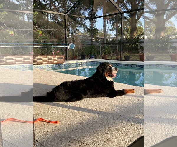Medium Photo #2 Bernese Mountain Dog Puppy For Sale in Valrico, FL, USA