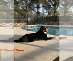 Small #1 Bernese Mountain Dog