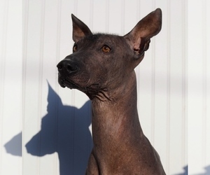 Mother of the Xoloitzcuintli (Mexican Hairless) puppies born on 12/01/2025