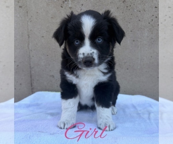 Medium Photo #2 Miniature Australian Shepherd Puppy For Sale in HOLDINGFORD, MN, USA